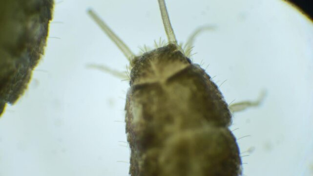 A detailed view of a silverfish insect under a microscope, captured in slow motion. Its silver body, long antennae, and three bristles are visible at the tail.