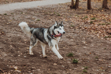 Husky with open mouth. Dog with tongue out. Husky close-up on the background of fallen leaves.