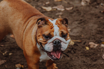 Walking dogs in fresh air. People walk their Pets on specialized paddock. Animals get acquainted, play, run, have fun. Socialization. Acquaintance.