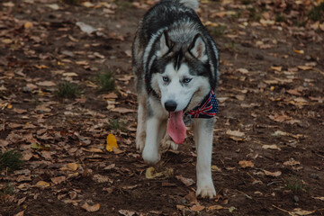 Husky with open mouth. Dog with tongue out. Husky close-up on the background of fallen leaves.