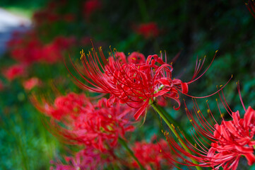 秋の花、赤い彼岸花