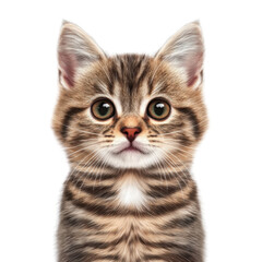 Fototapeta premium cute tabby kitten with big eyes and fluffy coat, isolated on a white background, transparent background.