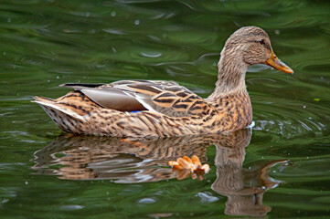 Stockente schwimmt auf einem grünen, stillen Teich