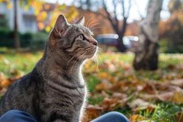 Gray tabby cat sits on person lap, head resting, eyes gazing upwards. Adult male in blue jeans and gray shirt. Cat positioned on left side, blurred background suggests park or garden setting.