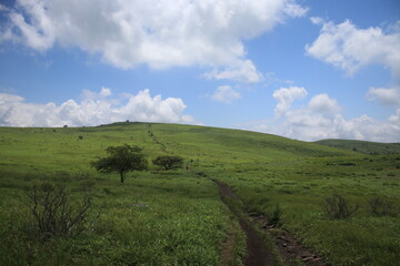 Fototapeta premium 自然 風景
