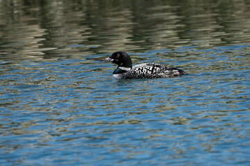 Breeding adult Common Loon
