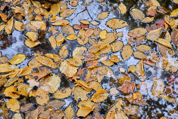 Obraz premium Autumn leaves on a pool of water