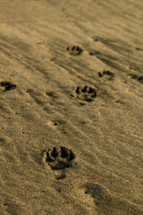 puppy footprints in wet sand