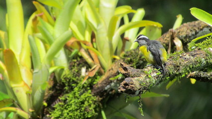 Bananaquit (Coereba flaveola) in a tree, Asa Wright Nature Centre, Northern Range, Trinidad