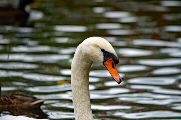 Ein weißer Schwan auf dem Wasser