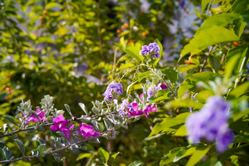 abstract nature photography flower with sunlight background