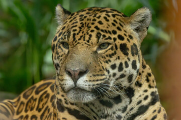 Jaguar portrait