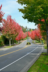 Naklejka premium Early fall colour on tree lined city street with bright, red maple trees