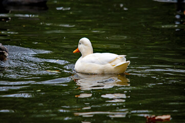 Weiße Ente mit gelben Schwanzfedern auf grünem, glitzerndem Wasser