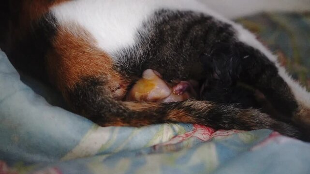 mammal giving birth birth baby cat