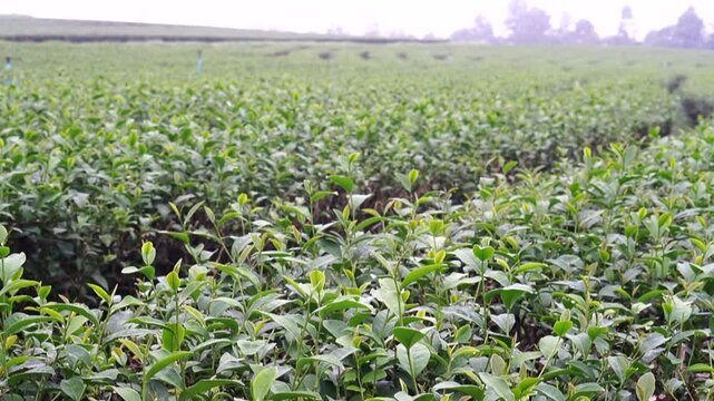 
Tea plantation. Green tea plants with young herbal leaves. Green tea plants waiting to be harvested. On organic farm Camellia sinensis Fresh Tree