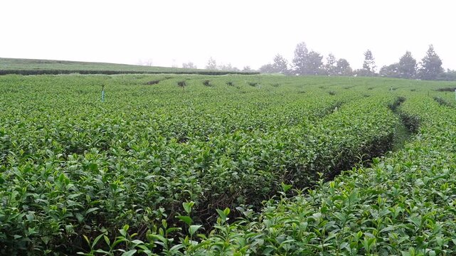 
Tea plantation. Green tea plants with young herbal leaves. Green tea plants waiting to be harvested. On organic farm Camellia sinensis Fresh Tree