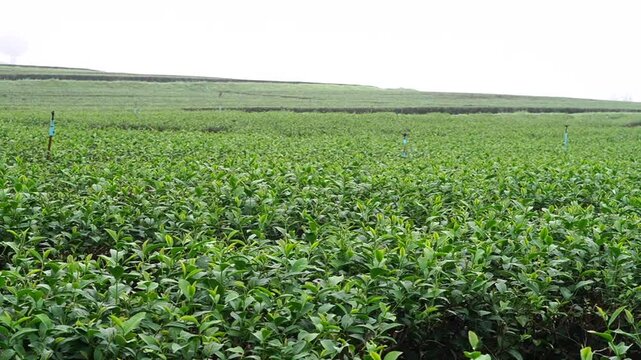 
Tea plantation. Green tea plants with young herbal leaves. Green tea plants waiting to be harvested. On organic farm Camellia sinensis Fresh Tree