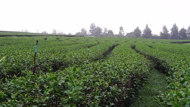 
Tea plantation. Green tea plants with young herbal leaves. Green tea plants waiting to be harvested. On organic farm Camellia sinensis Fresh Tree