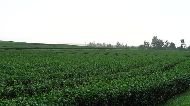 
Tea plantation. Green tea plants with young herbal leaves. Green tea plants waiting to be harvested. On organic farm Camellia sinensis Fresh Tree