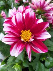 Obraz premium Dahlia pinnata flowers bloom with beautiful purple, pink and white corolla gradations