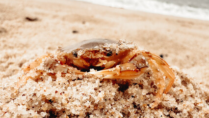 Krebs auf Sand am Strand