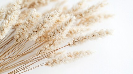   A photo of closely-cropped, yellowish-brown grass blades against a stark white backdrop, with the out-of-focus grass appearing hazy in the foreground