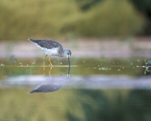A Shorebird, Greater Yellowlegs bird wading in water.
