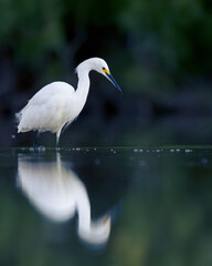 Egret hunting in a pond