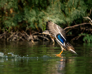 Duck spreading its wings landing on a pond