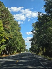 Obraz premium road in the forest