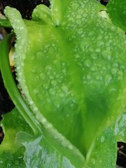 Fototapeta premium 水玉