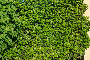 hedge that makes private spaces by being shaded and sound-absorbing, the garden improves privacy....