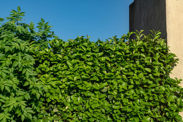 hedge that makes private spaces by being shaded and sound-absorbing, the garden improves privacy....