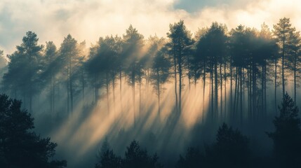 Misty pine forest offers a serene view, with towering trees shrouded in a veil of soft fog.