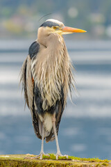 Great Blue Heron (Ardea herodias). It is the largest North American heron.