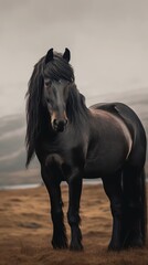 Obraz premium Majestic Black Horse in the Open Field