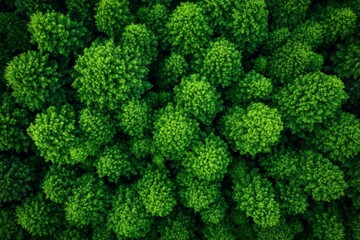 Fototapeta premium Aerial View of Lush Green Forest Texture