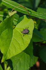 Brown Marmorated Stink Bug