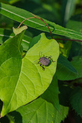 Brown Marmorated Stink Bug