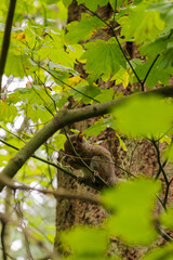 Squirrel snacking on maple keys