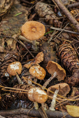 Mushroom on the forest floor