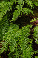Licorice ferns growing on trunk (Polypodium glycyrrhiza)