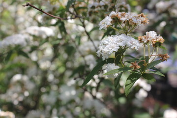 tree blossom