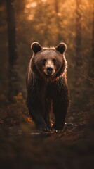 Obraz premium Powerful Brown Bear Walking in Sunlit Forest at Dusk
