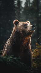 Fototapeta premium Majestic Brown Bear Resting in Sunlit Forest Landscape