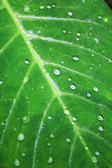 green leaf with water drops