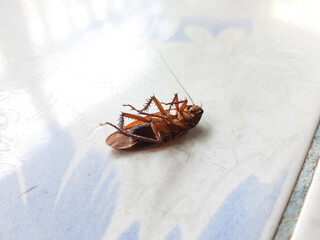 dead cockroach on the terrace of the house