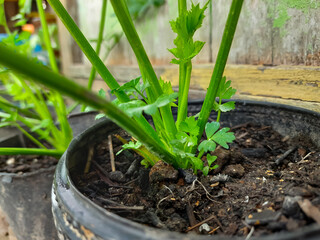 fresh celery plant growing in a pot. used as a food fragrance