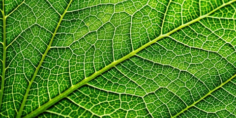 Obraz premium A Close-Up Look at the Intricate Veins of a Leaf, a Symphony of Green Hues and Delicate Lines